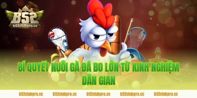 Bí Quyết Nuôi Gà Đá Bo Lớn Từ Kinh Nghiệm Dân Gian