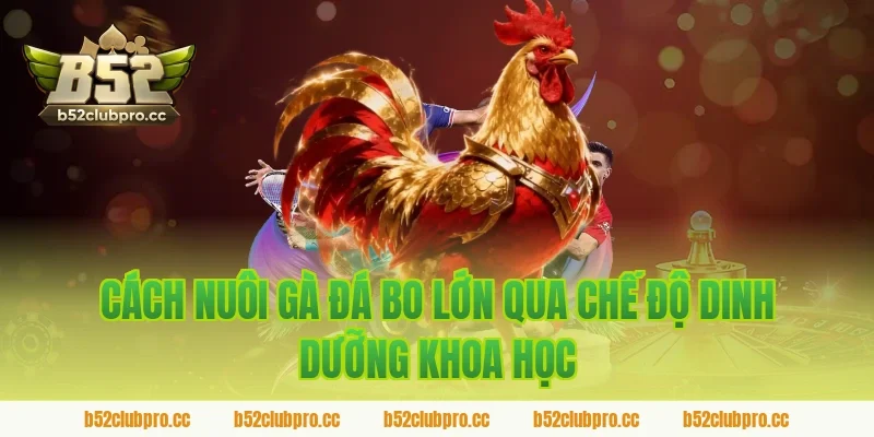 Cách Nuôi Gà Đá Bo Lớn Qua Chế Độ Dinh Dưỡng Khoa Học