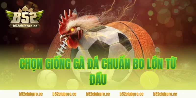 Chọn Giống Gà Đá Chuẩn Bo Lớn Từ Đầu
