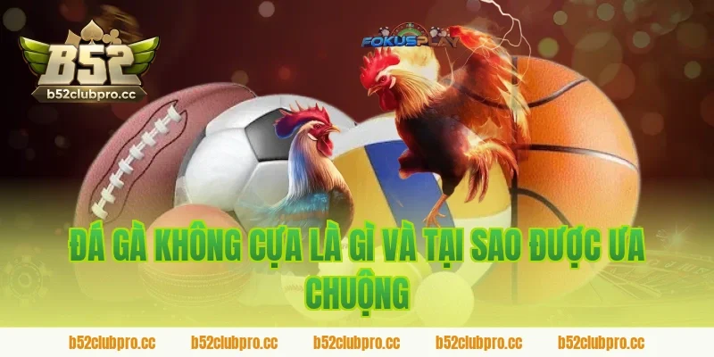 Đá gà không cựa là gì và tại sao được ưa chuộng