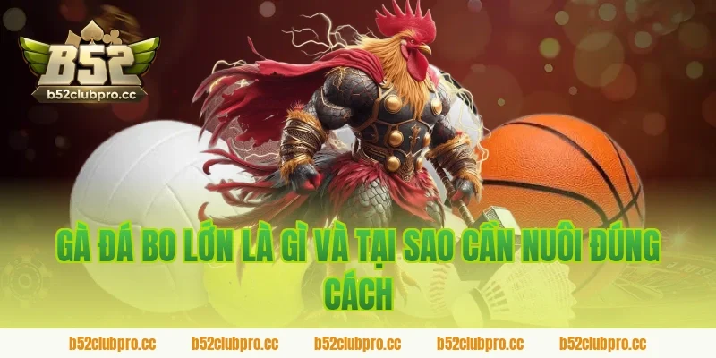 Gà Đá Bo Lớn Là Gì Và Tại Sao Cần Nuôi Đúng Cách