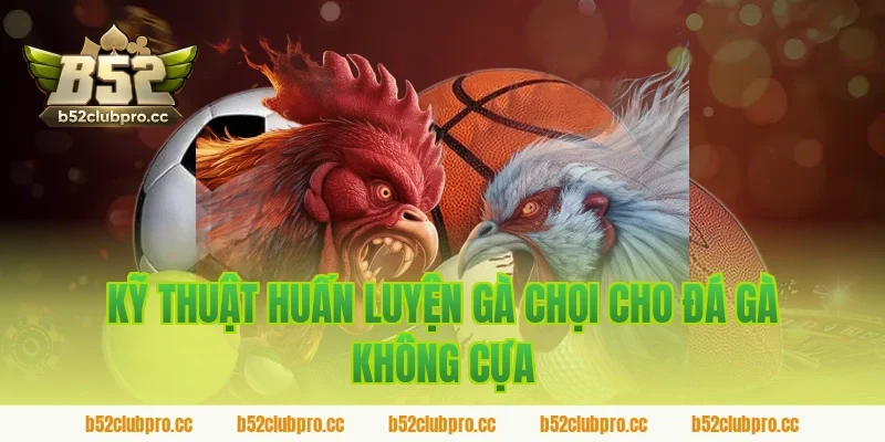 Kỹ thuật huấn luyện gà chọi cho đá gà không cựa