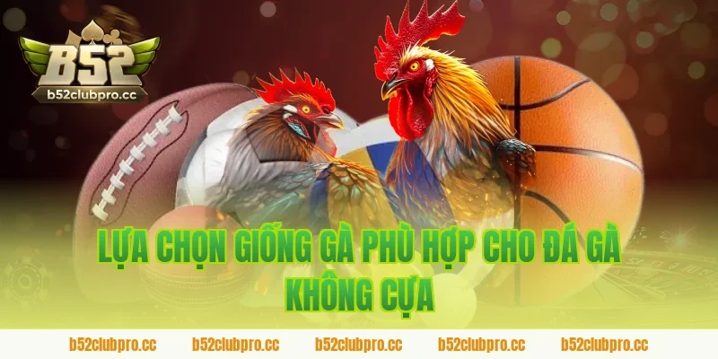 Lựa chọn giống gà phù hợp cho đá gà không cựa